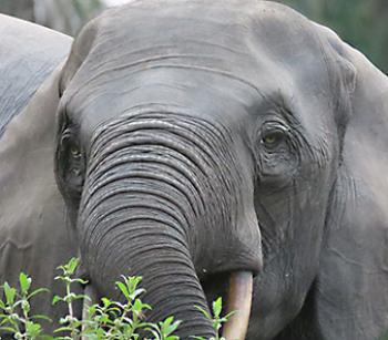 African forest elephants have fairly straight tusks with a pinkish hue — Republic of the Congo.