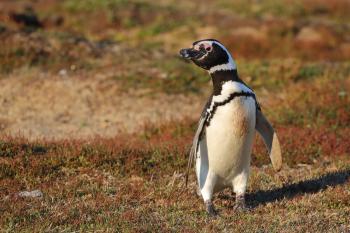 A Magellanic penguin. Photo by Marian Herz 