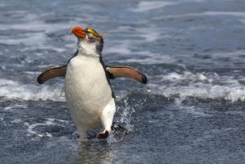 A royal penguin. Photo by Marian Herz