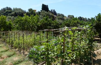 A vegetable garden planted with varieties of times past — Kolymbetra, near Agrigento, Sicily. Photos by Yvonne Michie Horn