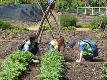 Schoolchildren planting seedlings in the Kitchen Garden.