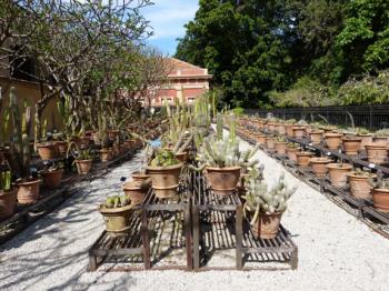Hundreds of terracotta pots displaying species of cacti in Palermo’s botanical garden.