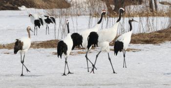 Red-crowned cranes at the Tancho Observation Center.