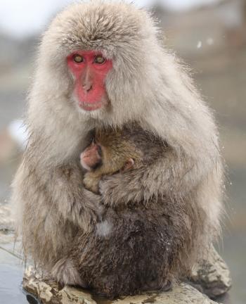 Japanese macaques gather at a hot spring in Snow Monkey Park.