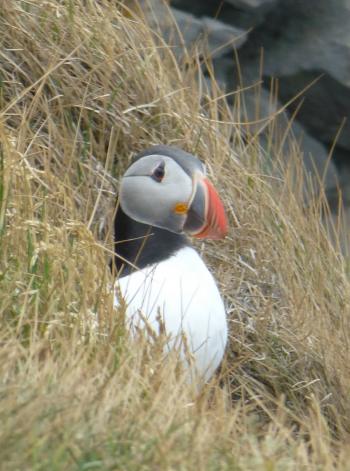 Nesting puffin at Dyrhólaey rock arch on Iceland's south coast. Photo by Randy Keck