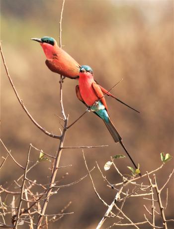 Southern carmine bee-eaters (carmine-orange body, wings and tail, with olive-green forehead and turquoise rump) in Namibia’s Caprivi Strip. Photo by Fred Koehler