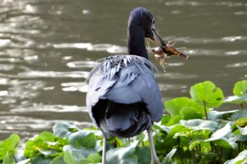 Blue heron eating a shrimp in Tortuguero National Park in Costa Rica. Photo by Helen W. Melman