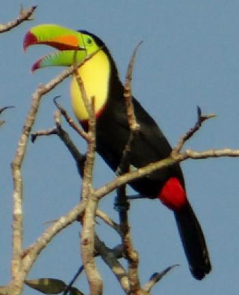 Toucan (green-and-orange bill, yellow throat) in Tortuguero National Park, Costa Rica. Photo by Helen W. Melman