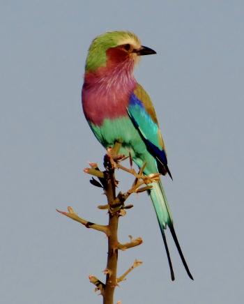 Lilac-breasted roller (lime-green head, vermillion chest, emeraldgreen tail and dark blue in wing) in Chobe National Park, Botswana. Photo by Helen W. Melman