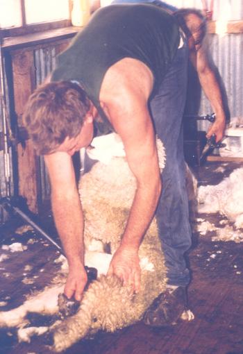 Sheepshearing in action. Photo by Emily Moore