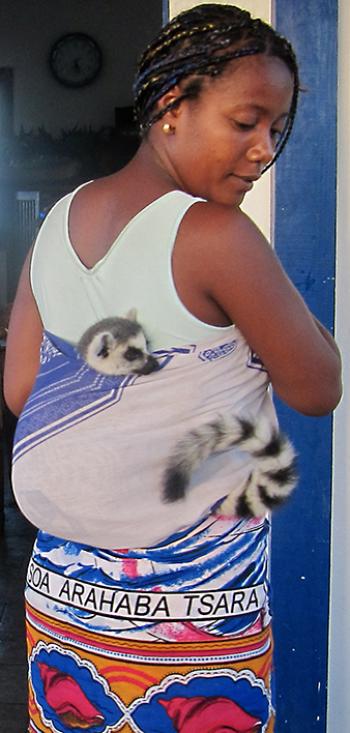 The ring-tailed lemur Tobi being carried in a sling. Photo by Nili Olay