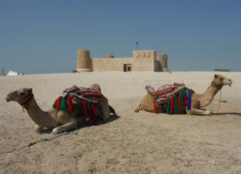 Camels resting in front of Zubarah Fort in Al Shamal, Qatar.