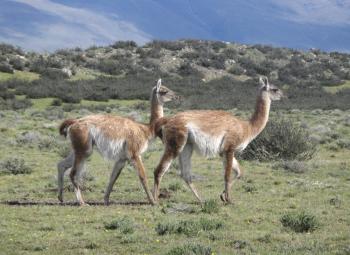 Two of the thousands of guanacos that make the Torres del Paine area their home.