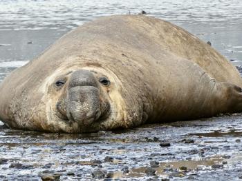 An elephant seal, probably weighing 1,500 to 2,000 pounds.