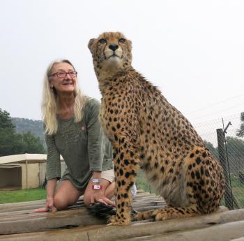 Sandy getting up close with a cheetah at the Lion & Safari Park.