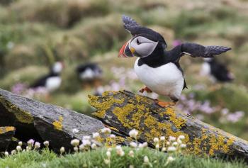 A puffin on the Isle of Noss, part of the Shetland Islands.