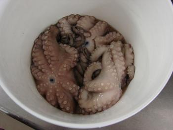 Uncooked octopus. 