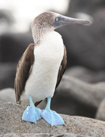 A blue-footed boobie in the Galápagos Islands. Photo by David Selley