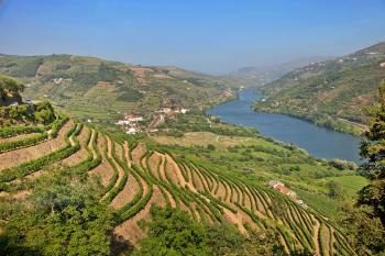 The Douro’s hillsides are lined with stepped terraces, built over the centuries, and more modern large, smooth terraces, with vines planted in vertical rows. Photos by Dominic Arizona Bonuccelli