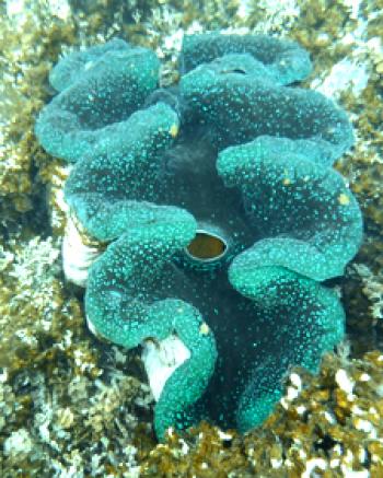 A giant clam seen while snorkeling off Upolu.