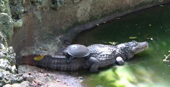 A tortoise sleeping atop a caiman in a Barbados reserve. Photo by Mary Taylor