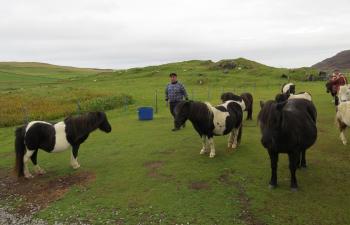 Shetland ponies have occupied the Shetland Islands for about 4,000 years.