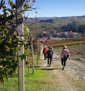 Walking in vineyards in Barolo, Piedmont, Italy. Photo courtesy of Hedonistic Hiking