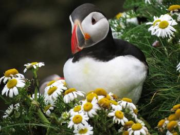 A puffin poses amongst flowers along the coast of Iceland.