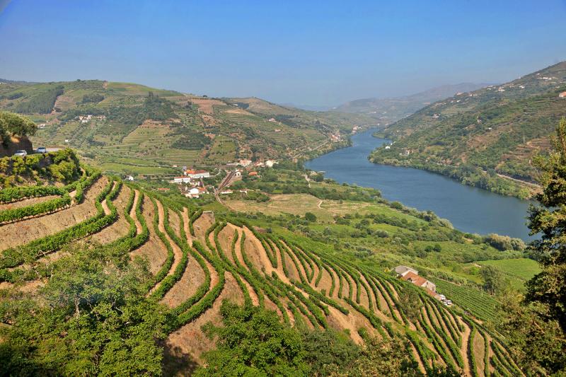 The Douro’s hillsides are lined with stepped terraces built over the centuries, and more modern large, smooth terraces, with vines planted in vertical rows. Photo by Dominic Arizona Bonuccelli
