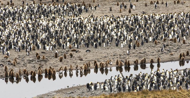 A huge colony of king penguins and their chicks on South Georgia Island.