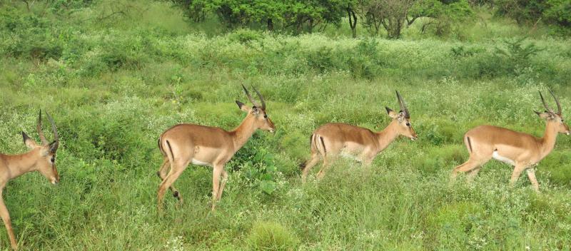 Impalas wandering through the tall green grass.